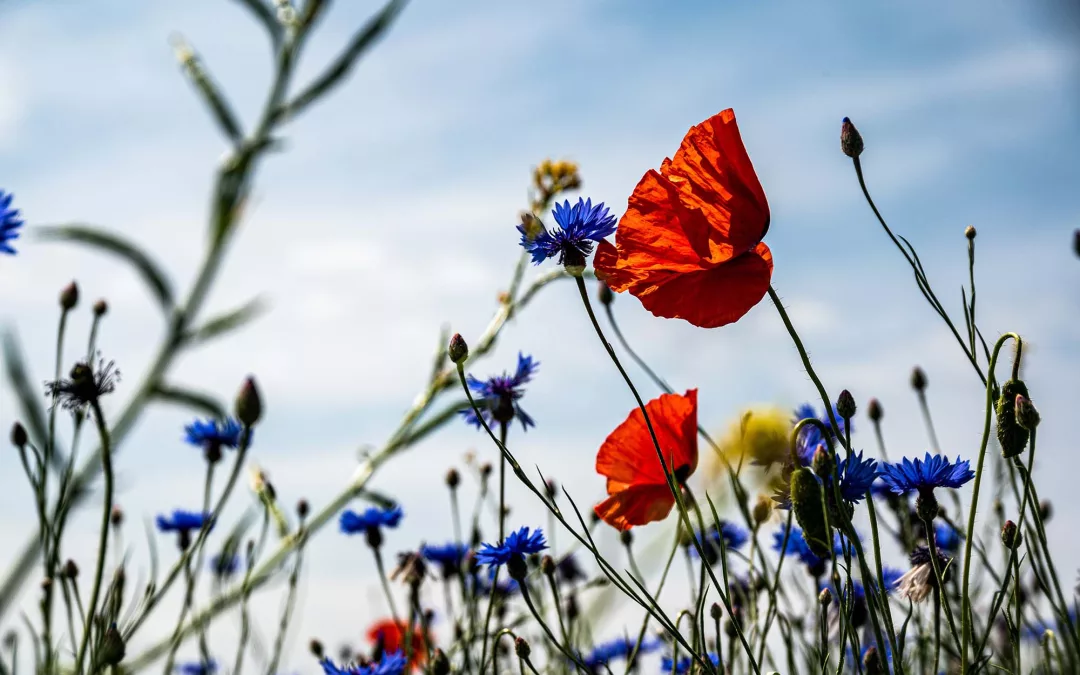Revive en biodiversiteit